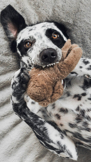<h3>Shop for dogs</h3>